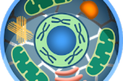 Cell World